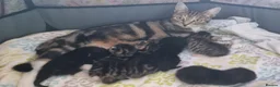 Mixed Breed cats for sale: Beautiful bread Sokoke × Turkish Van Kittens❤️ - Advert 1