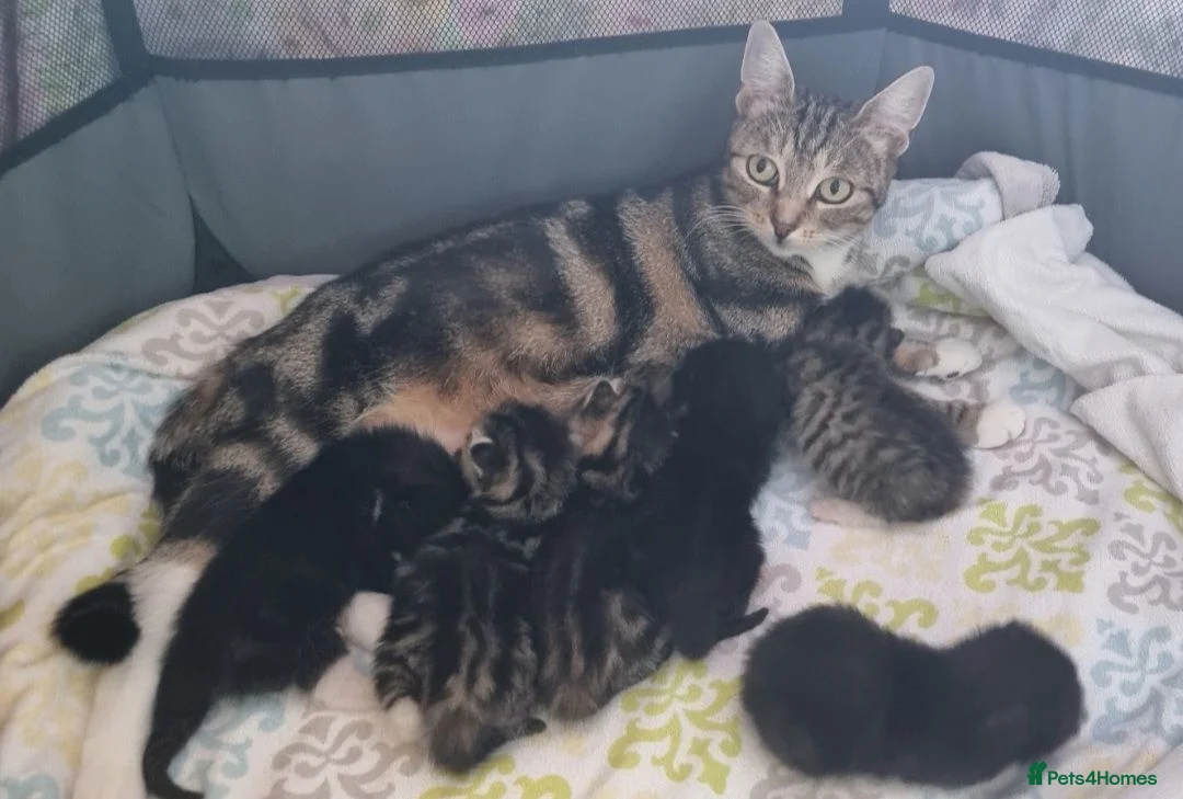 Mixed Breed cats for sale: Beautiful bread Sokoke × Turkish Van Kittens❤️ - Advert 1