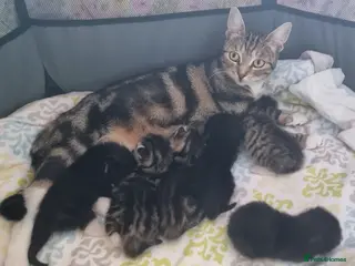 Mixed Breed cats Beautiful bread Sokoke × Turkish Van Kittens❤️ - Advert 7