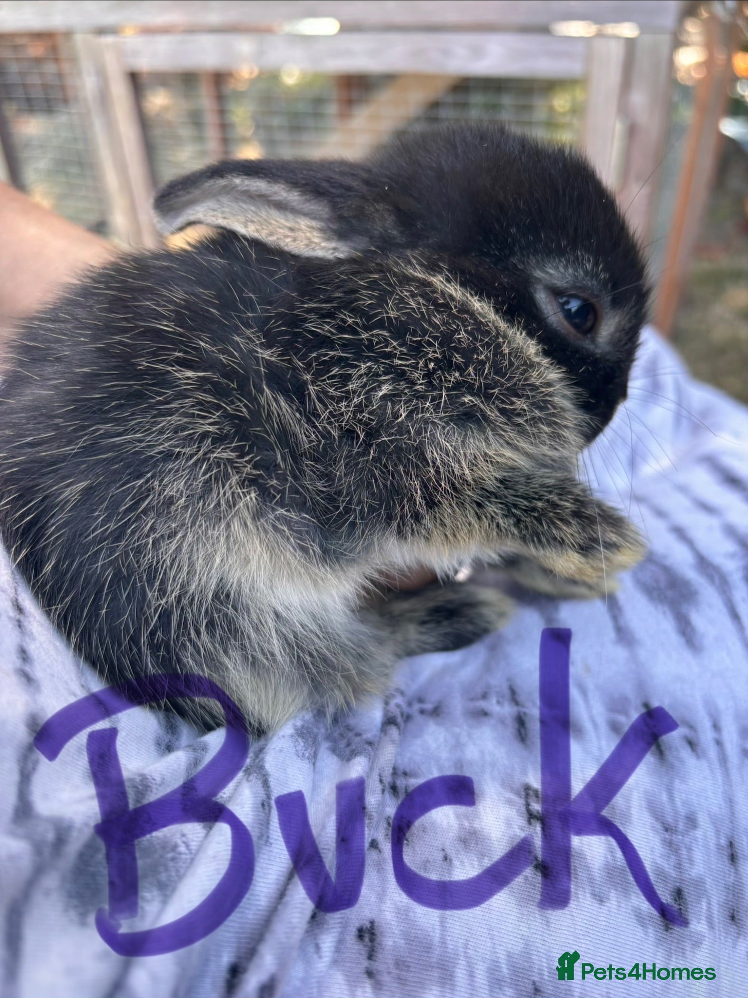 Lionhead rabbits Lionhead Rabbits Dwarf Mini Lops Does / Bucks  - Advert 2