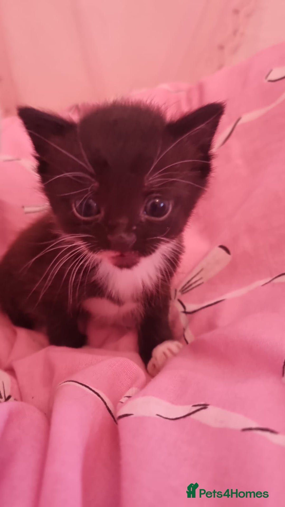 Mixed Breed cats for sale: 4 beautiful kittens for sale ♡ - Advert 3