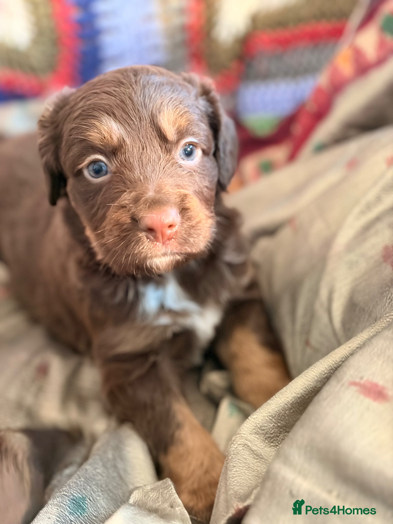 Cocker Spaniel dogs STUNNING WORKING COCKER SPANIEL PUPS.  - Advert 1