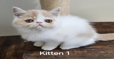 Exotic cats - Advert 1