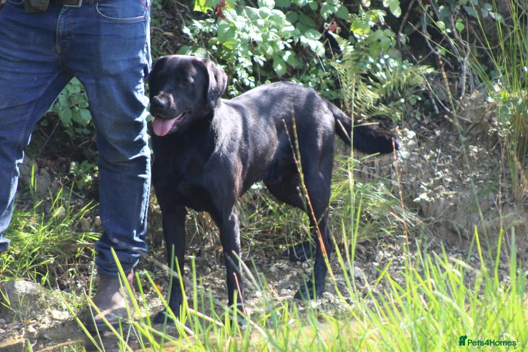 Labrador Retriever dogs for stud: 0/0 Hips and Elbows Black Labrador Stud in Totnes - Advert 13