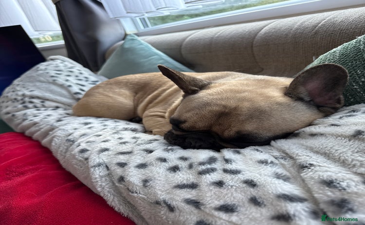 French Bulldog dogs - Advert 1