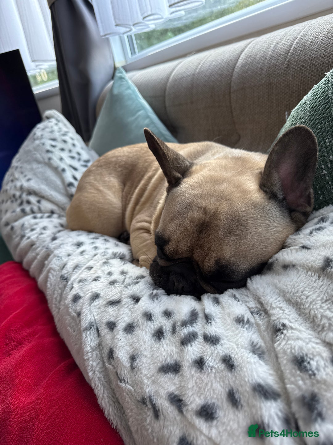 French Bulldog dogs for sale: Female French bulldog - Image 1