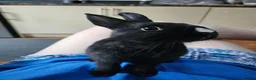 Netherland Dwarf rabbits for sale: *AVAILABLE* Purebred Netherland Dwarf Doe - Advert 11