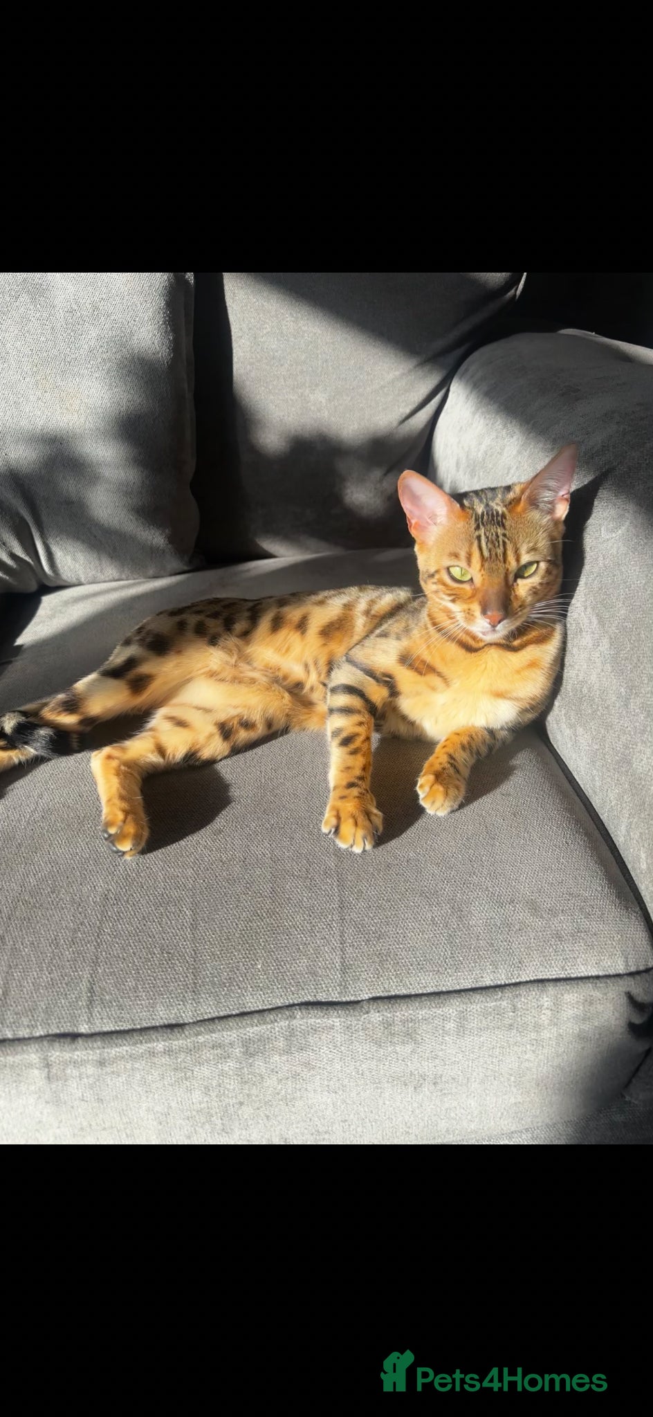 Bengal cats Beautiful Bengal Mix Kittens🐾 - Advert 2