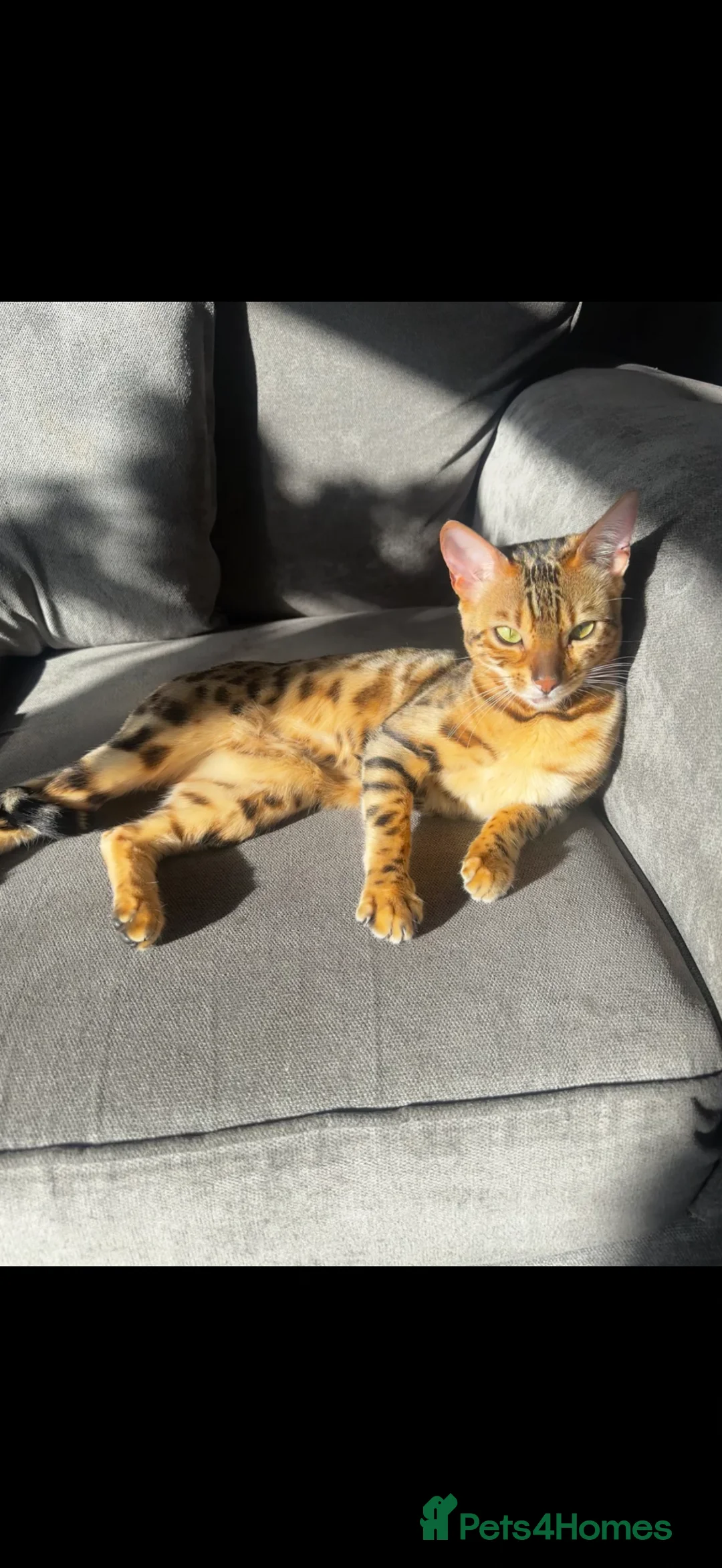Bengal cats for sale: Beautiful Bengal Mix Kittens🐾 in Bromsgrove - Advert 1