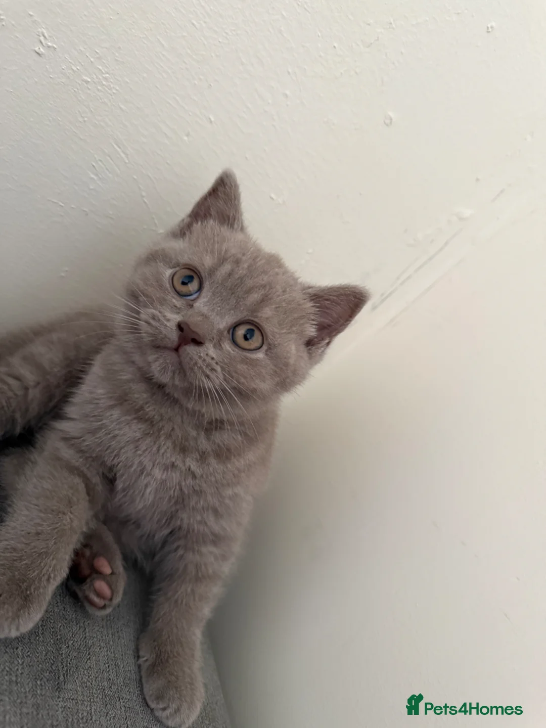 British Shorthair cats for sale: British shothair cute kittens  - Advert 2