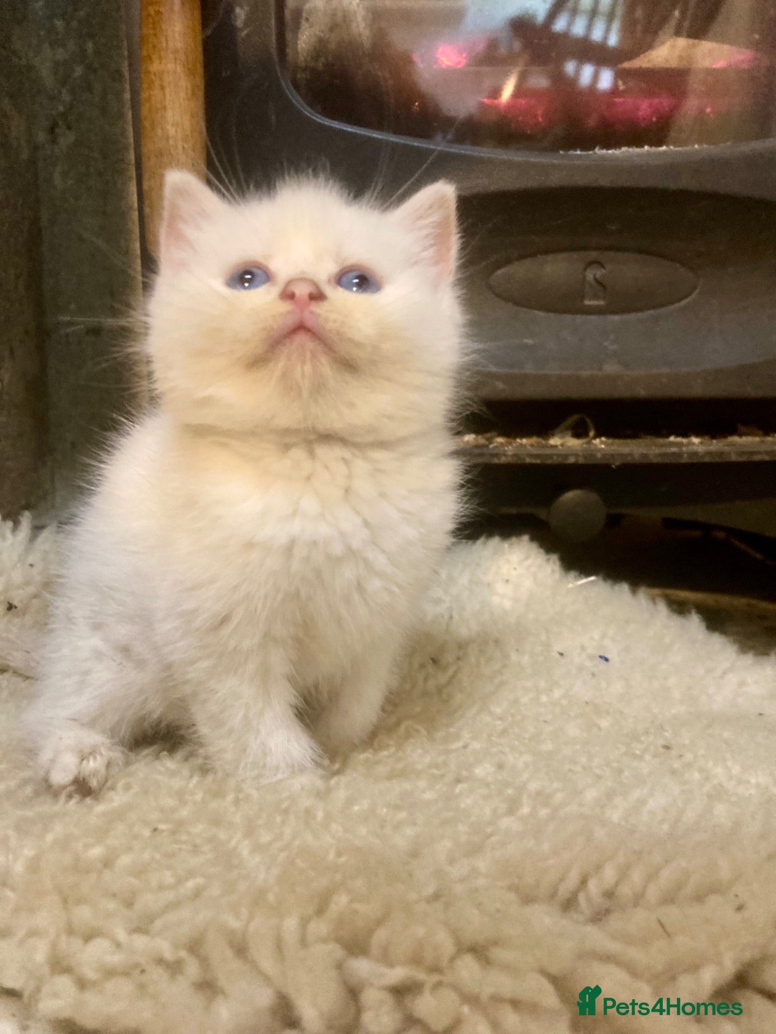 Ragdoll cats GORGEOUS Ragdoll x kittens  - Advert 1