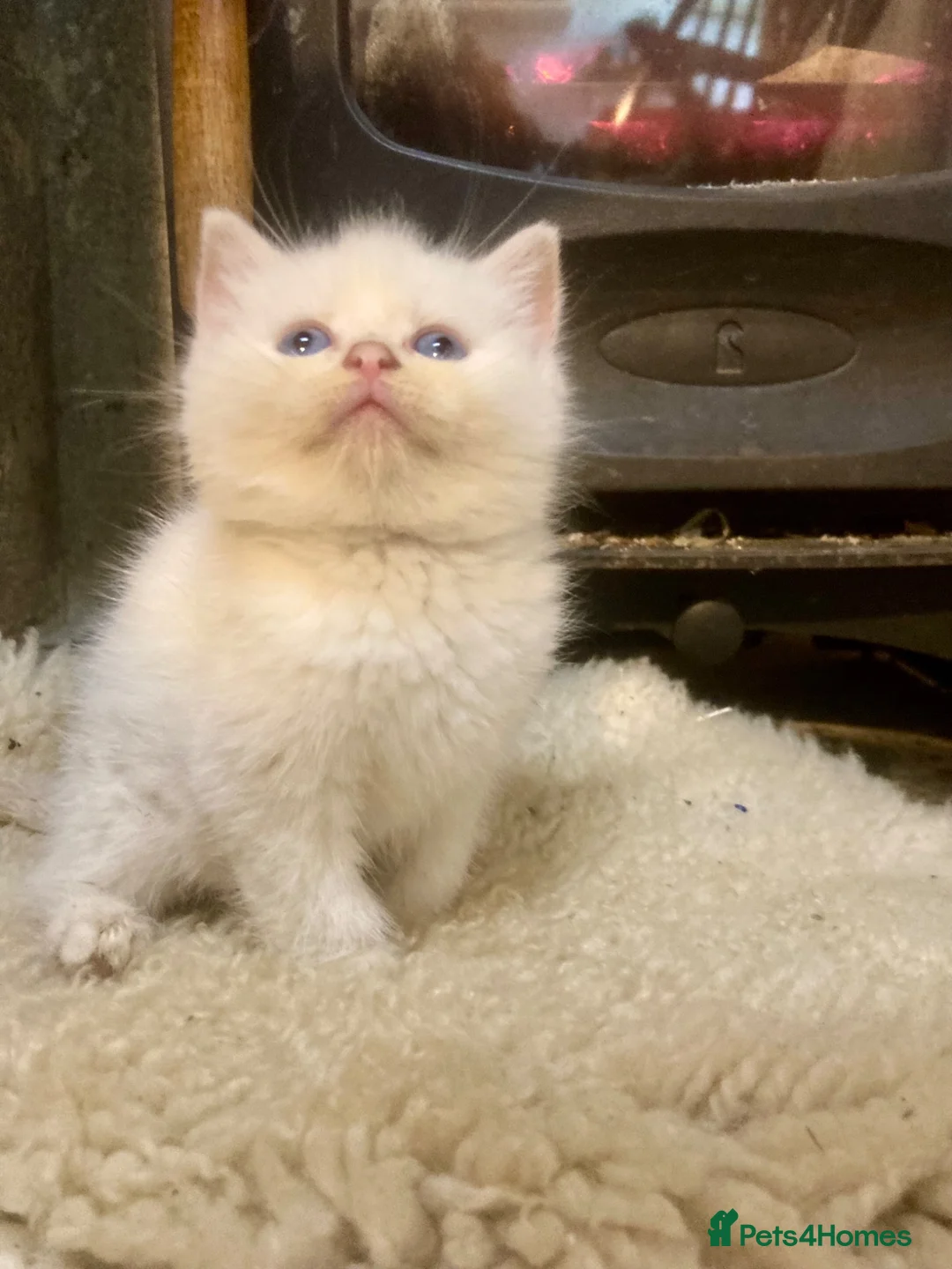 Ragdoll cats for sale: GORGEOUS Ragdoll x kittens  - Advert 1