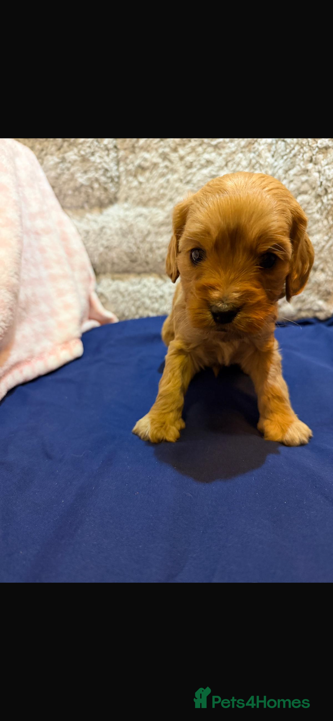 Cavapoo dogs for sale: beautiful cavapoo puppies ready to leave soon❤️ - Advert 11