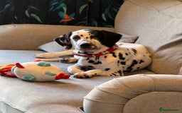 Dalmatian dogs for sale: Dalmatian puppy for sale 5 months  - Image 2