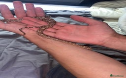 Snake reptiles for sale: 4 snakes need gone - Image 3