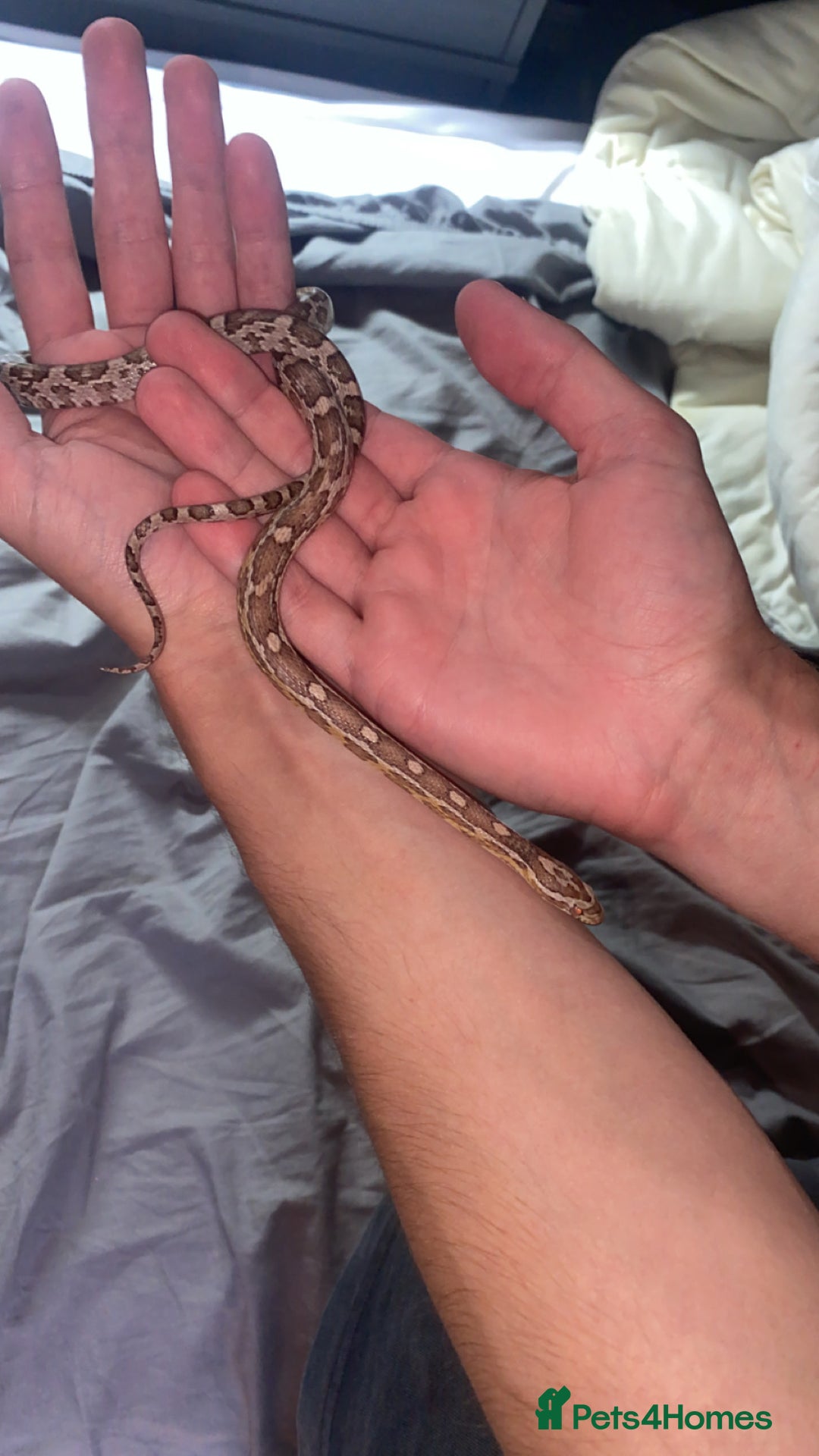 Snake reptiles for sale: 4 snakes need gone - Image 3