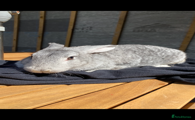Mixed Breed rabbits - Advert 4