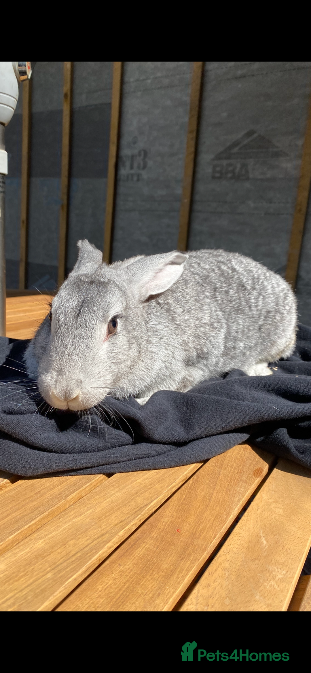 Mixed Breed rabbits for sale: FRIENDLY BUNNY - Image 1