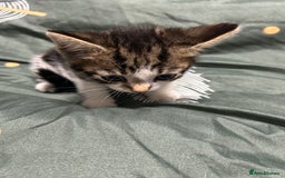 Domestic Shorthair cats for sale: 3 male kittens - Image 3