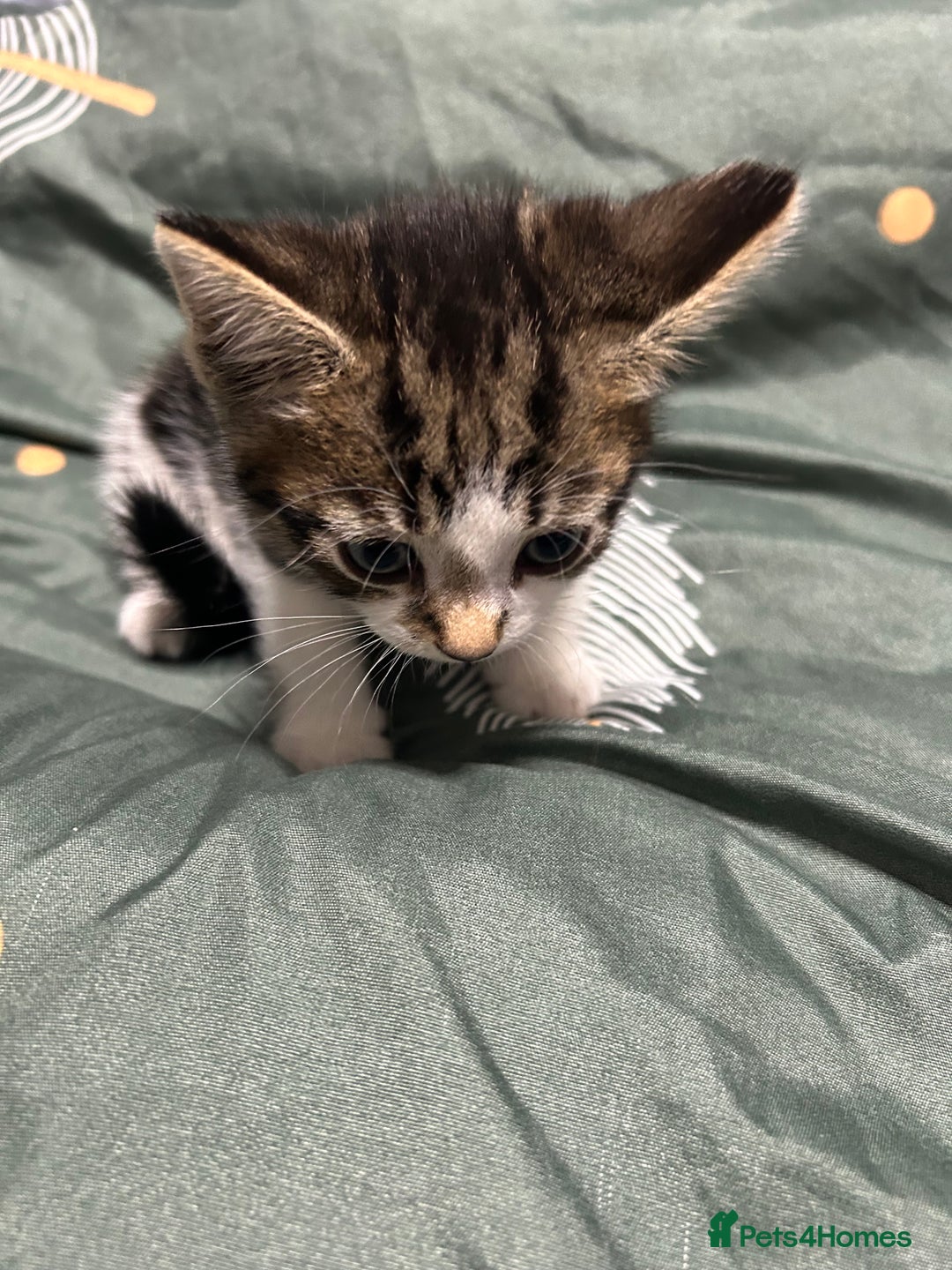 Domestic Shorthair cats for sale: 3 male kittens - Image 3