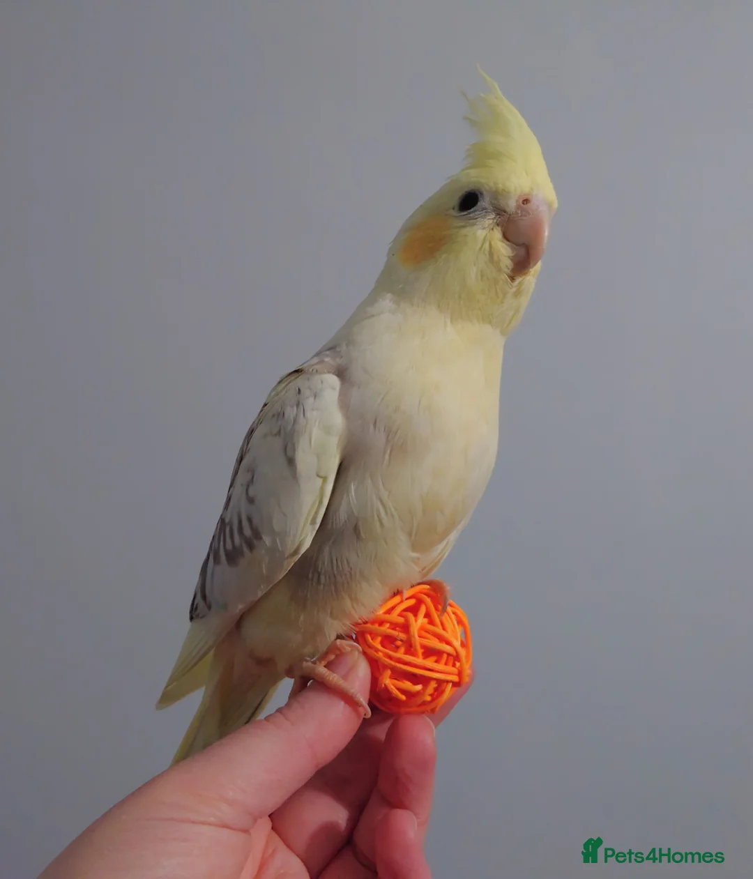 Cockatiels birds for sale: Hand reread silly tame DNA sexed baby cockatiels  - Advert 20