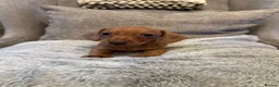 Miniature Dachshund dogs for sale: KC miniature dachshunds  - Advert 23