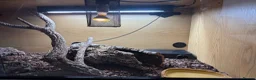 Corn Snake reptiles for sale: Corn Snake with full set up. - Advert 2