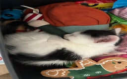 Mixed Breed cats for sale: Kittens for sale - Image 10