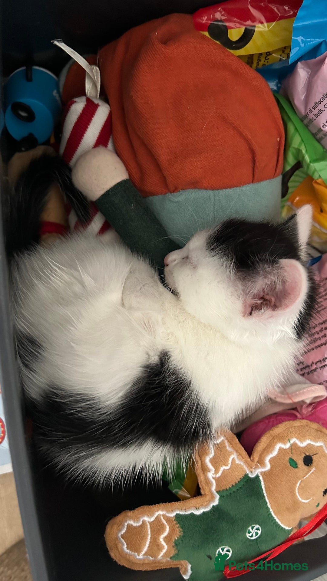 Mixed Breed cats for sale: Kittens for sale - Image 10
