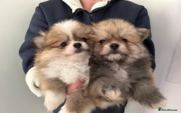 Pomeranian dogs for sale: Pomeranian - Image 3