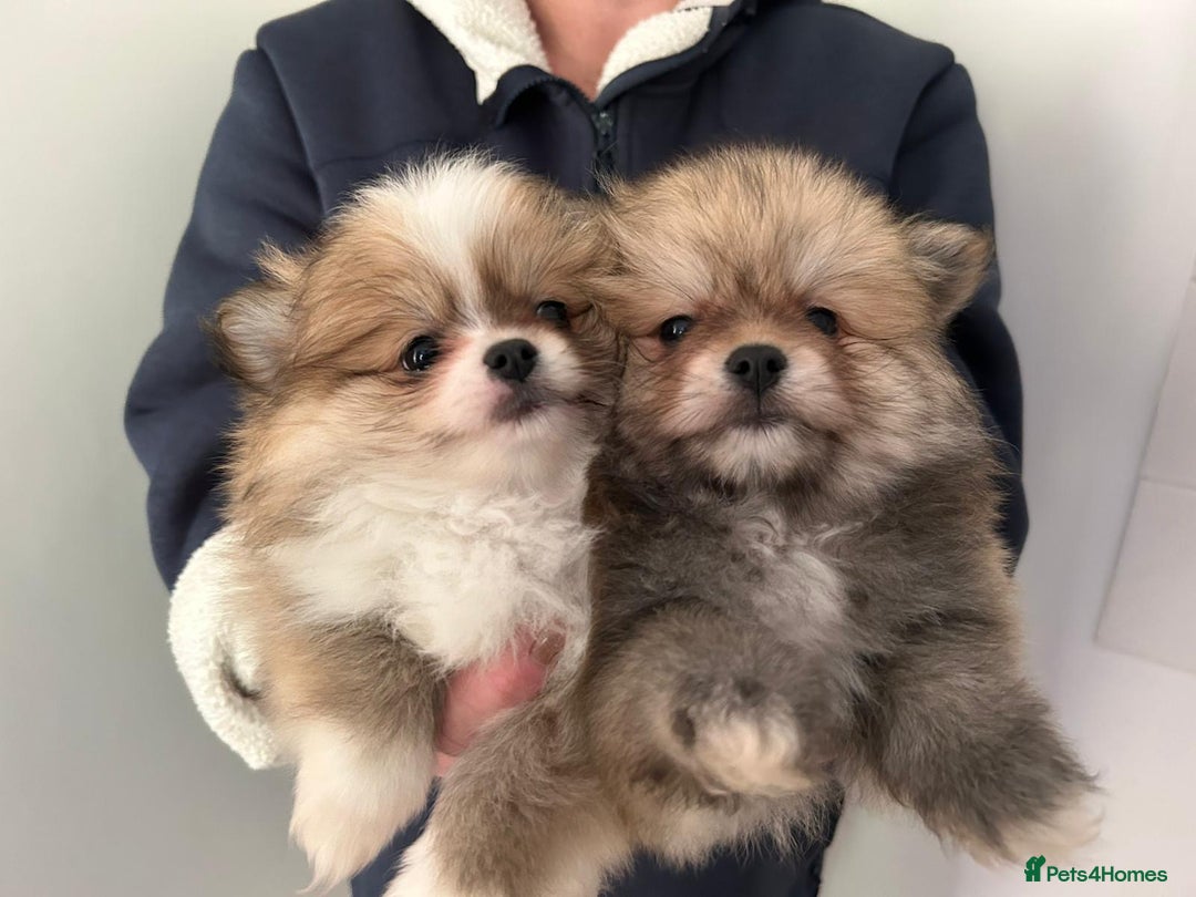 Pomeranian dogs for sale: Pomeranian - Image 3