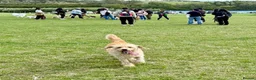 Labradoodle dogs for sale: Labradoodle needs to a new lovely home - Advert 2