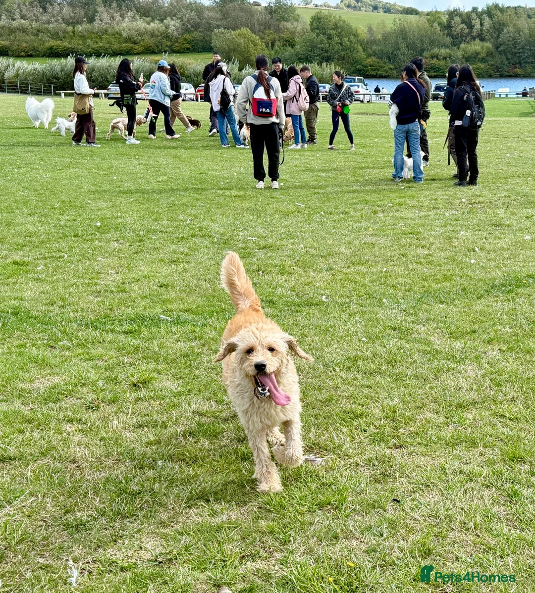 Labradoodle dogs for sale: Labradoodle needs to a new lovely home - Advert 2