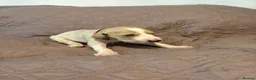 Saluki dogs for sale: Beautiful Saluki pups from champion lines - Advert 21