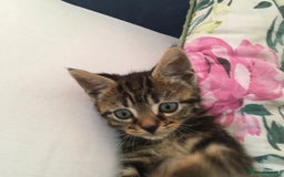 Pixie Bob cats for sale: Cute tabby kitten  - Image 1