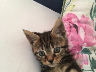 Pixie Bob cats for sale - Advert 1