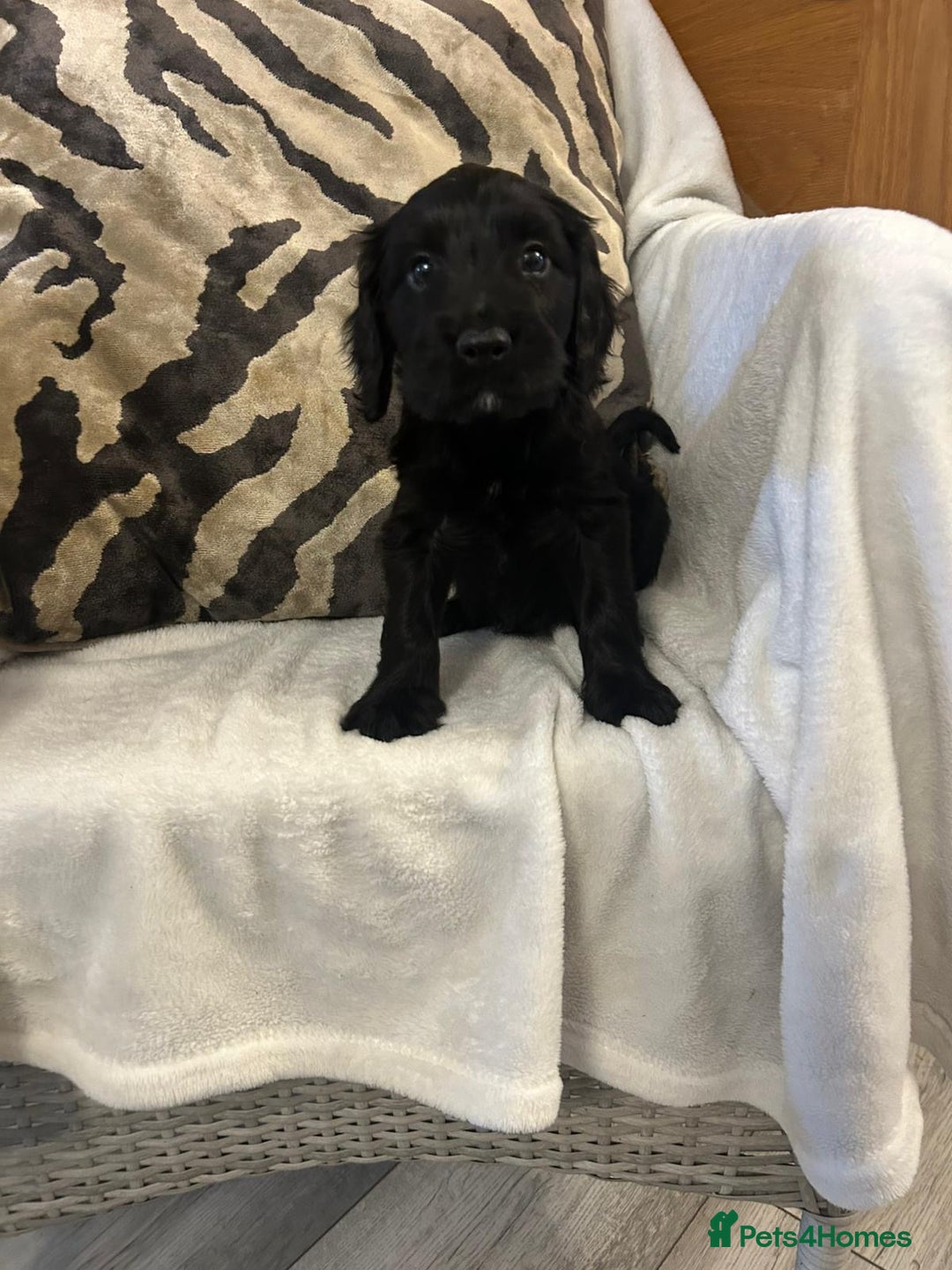 Cockapoo dogs for sale: F1 Cockapoos ready🩷 - Image 4