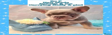 French Bulldog Puppy 1