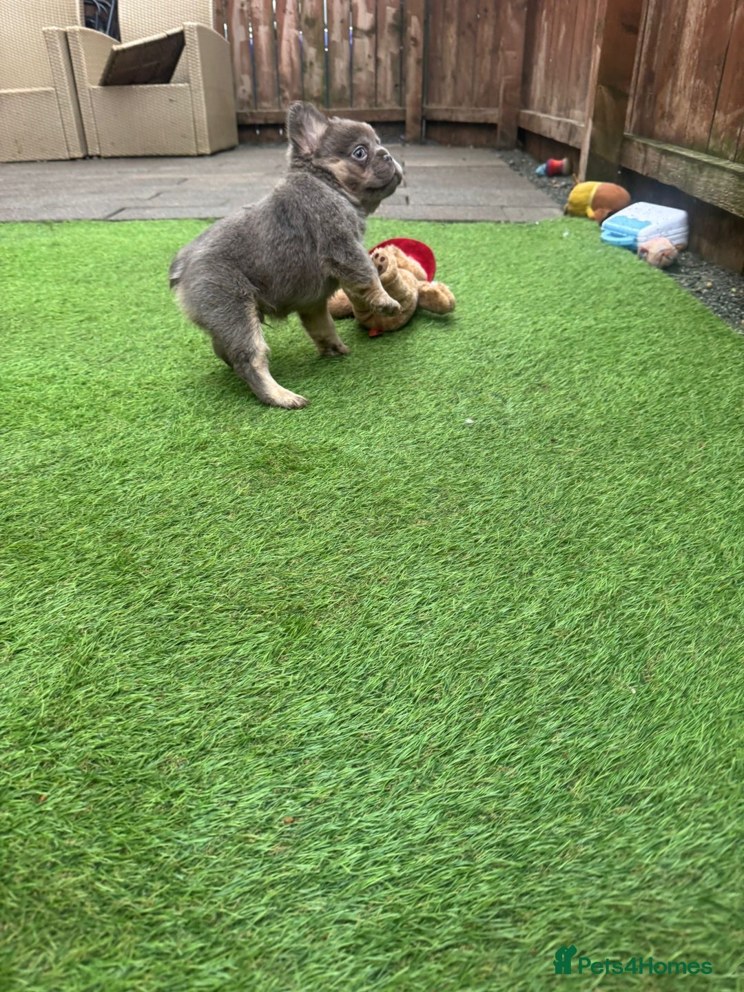 French Bulldog dogs for sale: Fluffy French bulldog 10wks old - Advert 7