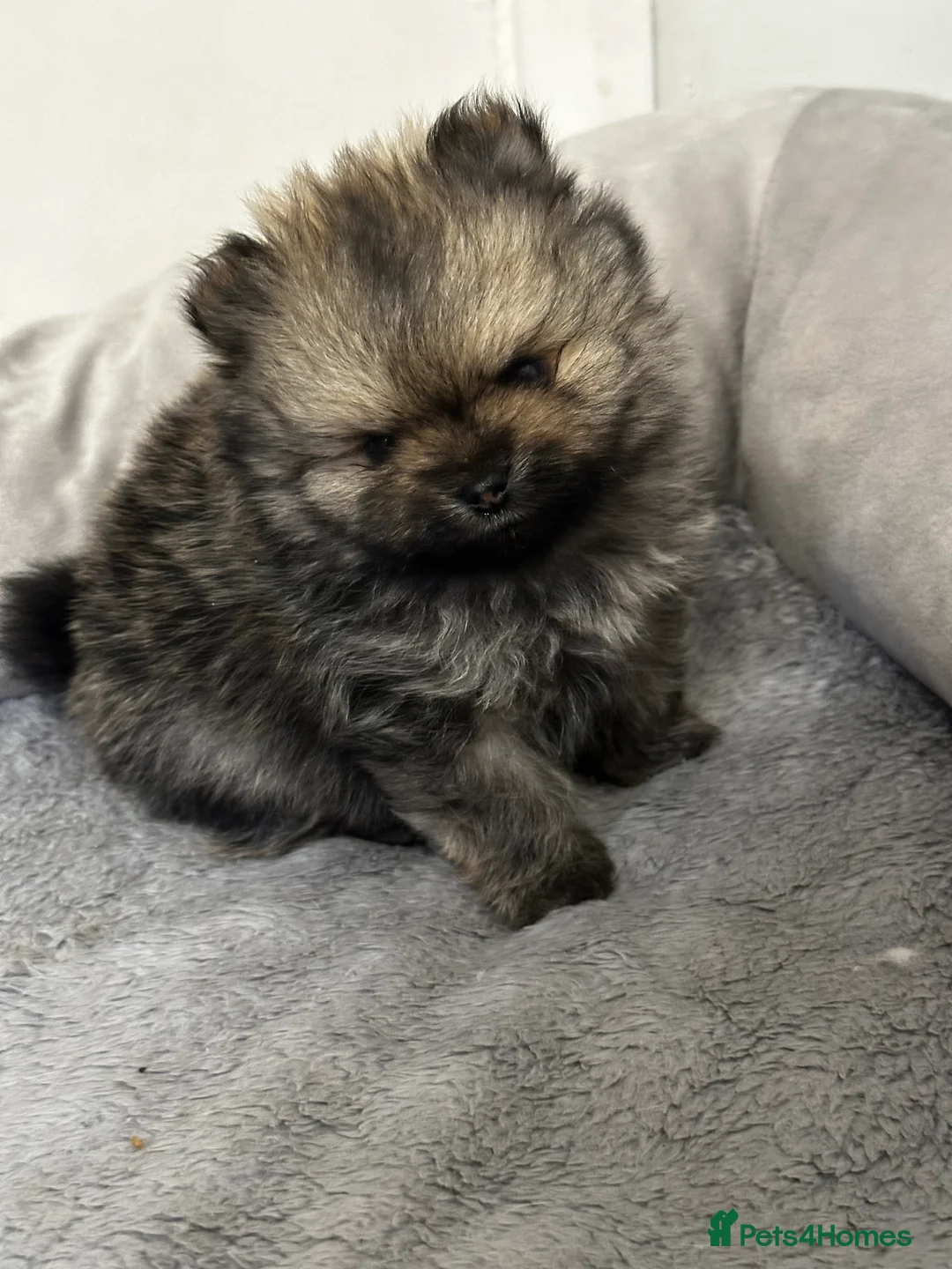 Pomeranian dogs for sale: GORGEOUS POMERANIAN PUPPIES!! 🐶🐶🐶 - Advert 38