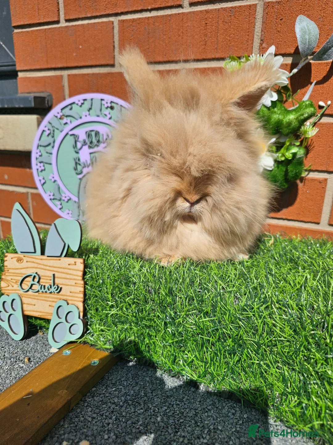 Angora rabbits for sale: Teddy widder buck - Advert 10