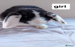 Mini Lion Lop rabbits for sale: Pure bred mini Lops ready to leave  - Image 5