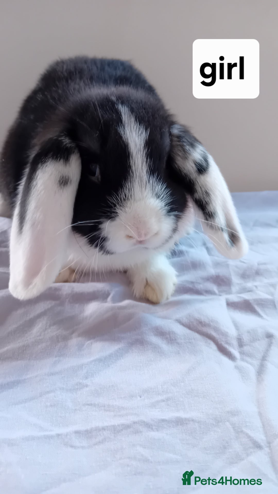 Mini Lion Lop rabbits for sale: Pure bred mini Lops ready to leave  - Image 5