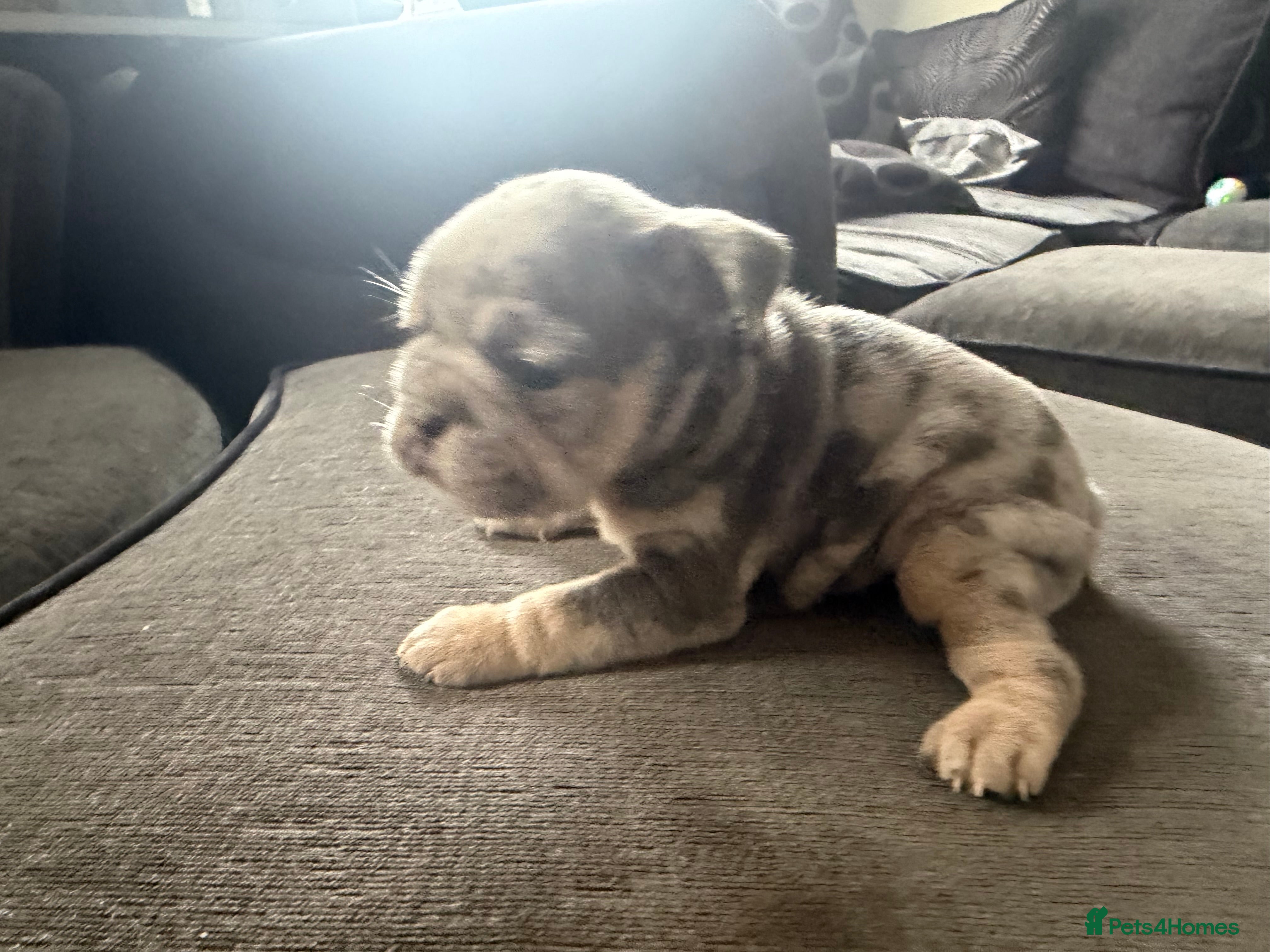 Frug dogs 6 stunning blue Merle Frug puppies  - Advert 2