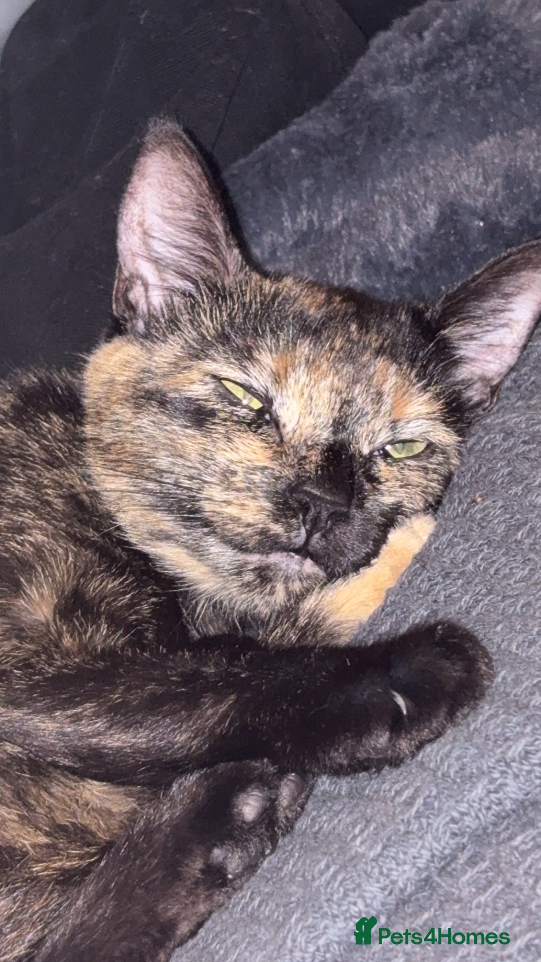 Mixed Breed cats for sale: 2 cats for sale  - Advert 4