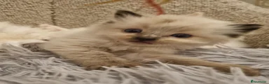 Ragdoll 2