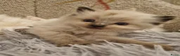 Ragdoll cats for sale: Health tested pure ragdoll  kittens  - Advert 38