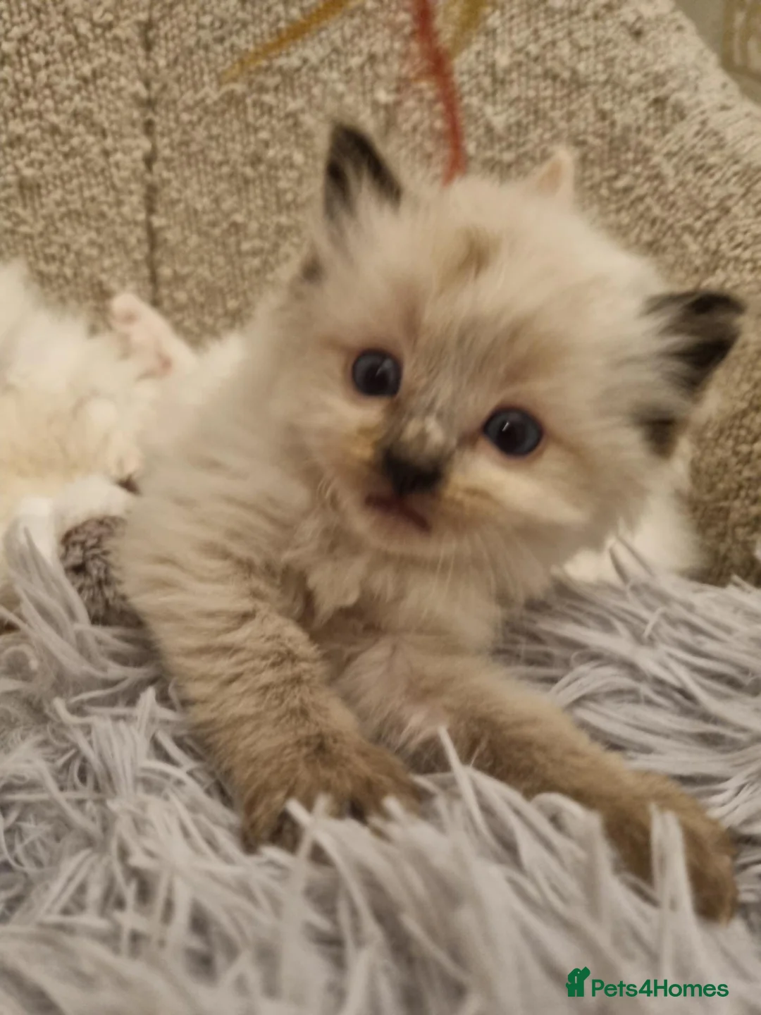 Ragdoll cats for sale: Health tested pure ragdoll  kittens  - Advert 38