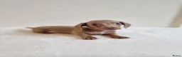 Miniature Dachshund dogs for sale: Beautiful Miniature Dachshund Puppies  - Advert 19