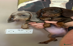 Dachshund dogs for sale: READY NOW Beautiful miniature girl puppy - Image 2